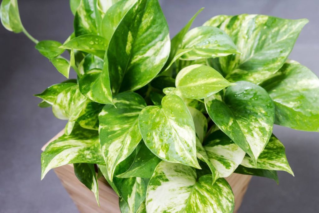 10 Fast Growing Indoor Plants Gardening Baron