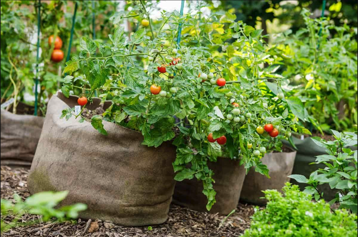 Grow Bag Size for Tomatoes Guide Gardening Baron