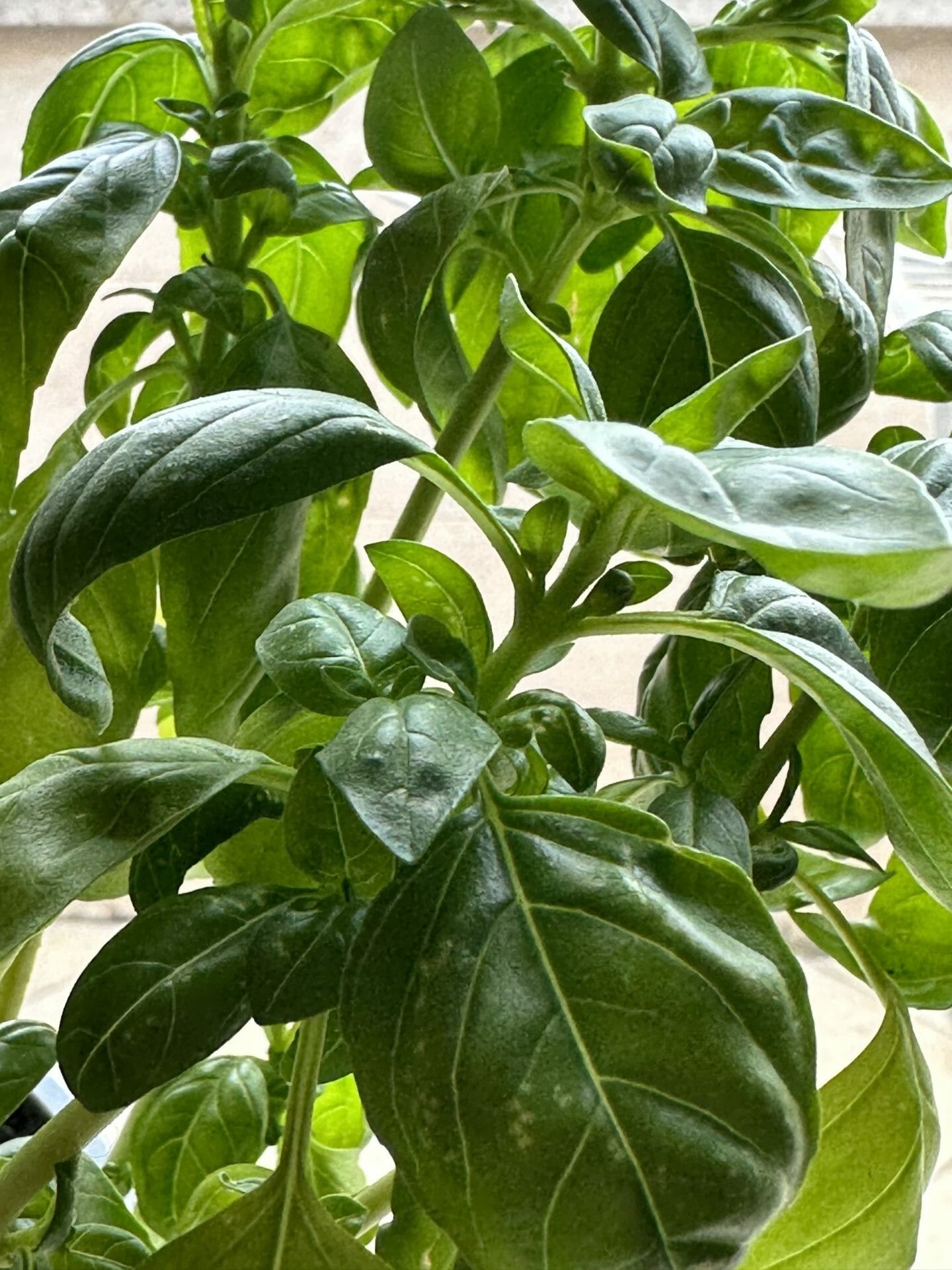Why Is My Basil Plant Wilting? Gardening Baron