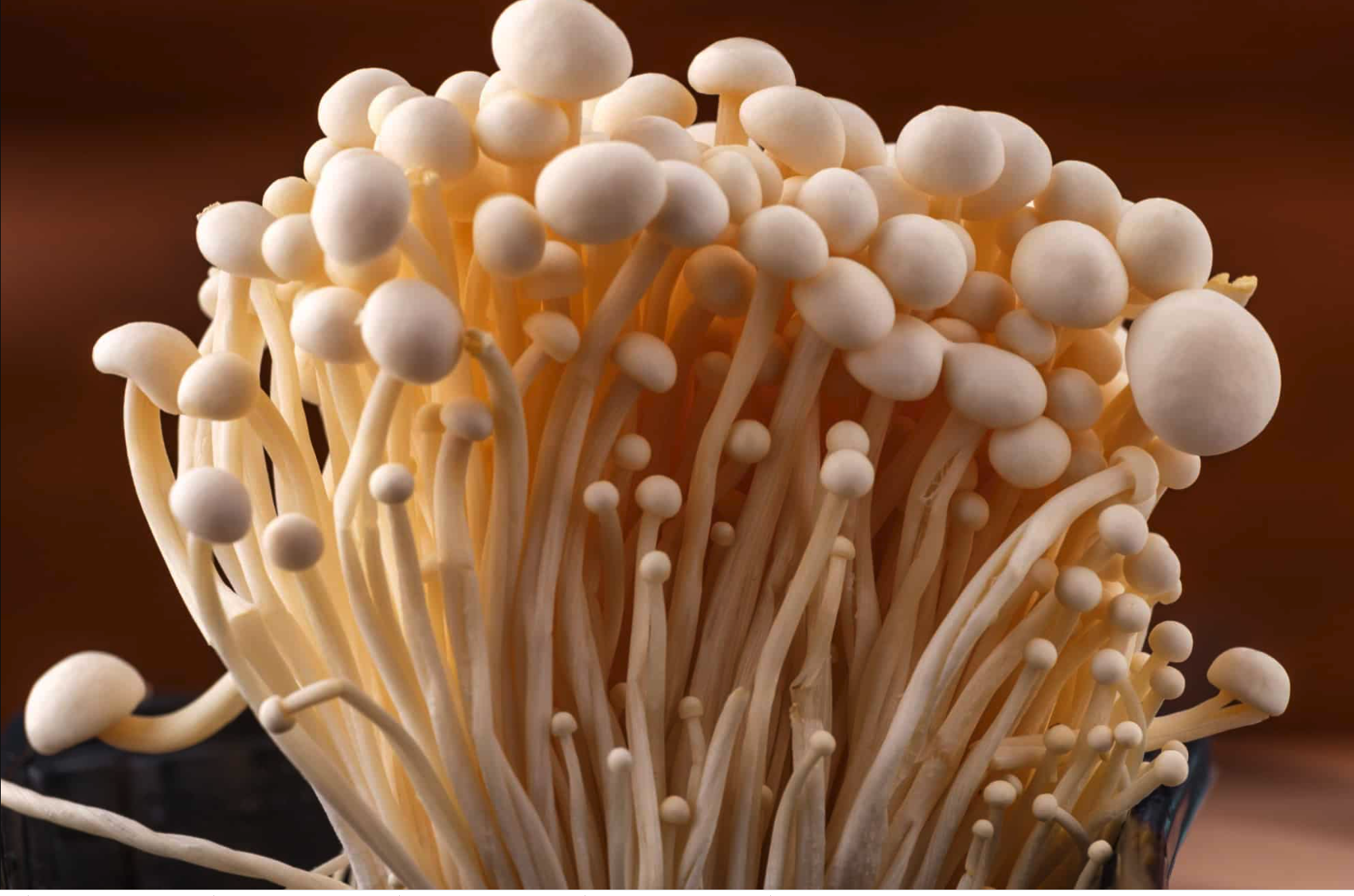 How To Grow Enoki Mushrooms Comprehensive Guide
