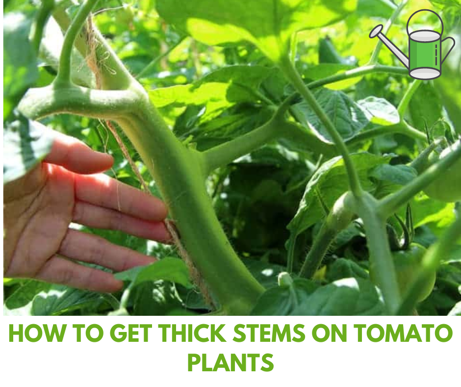 How to Get Thick Stems on Tomato Plants Expert Tips for Stronger