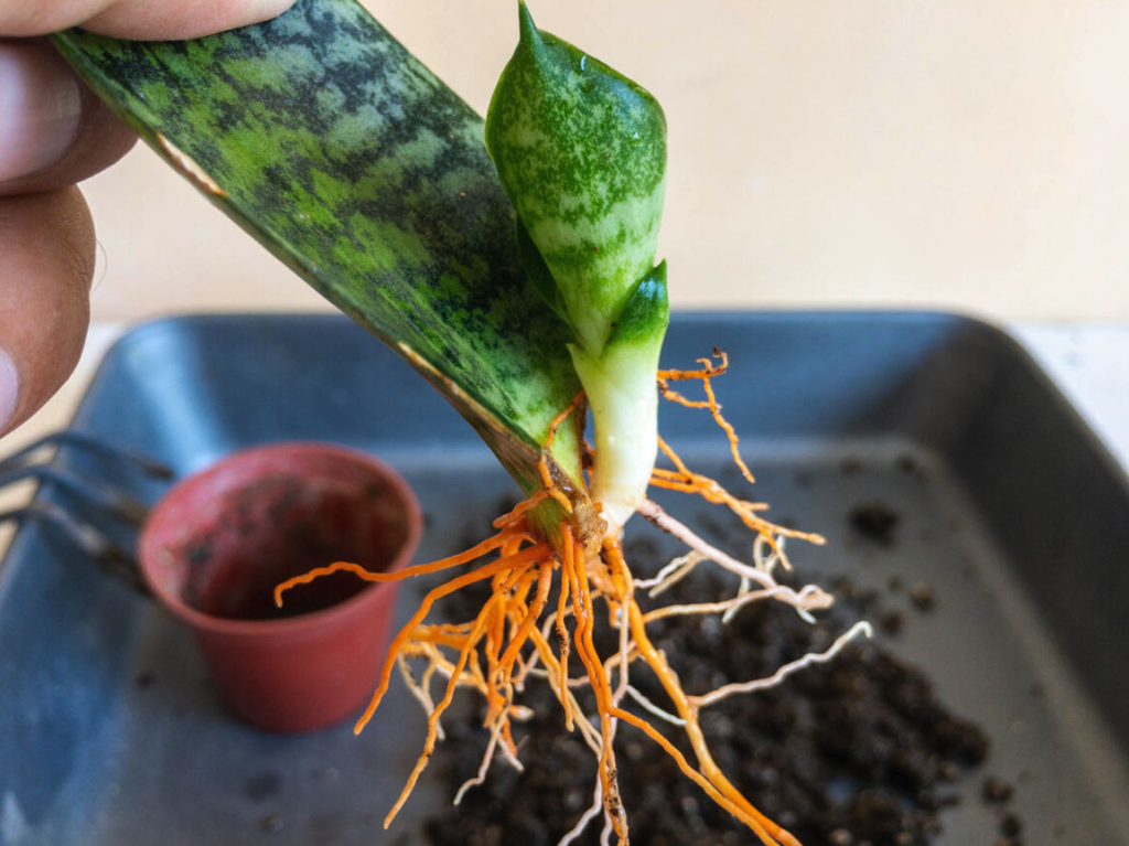Why Are My Snake Plant Roots Orange? Answer + Solution